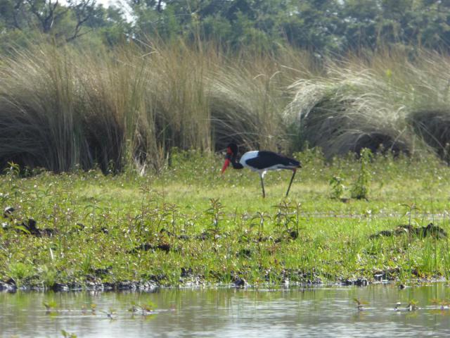 ../photos/Botswana/Jane/P1030540.jpg?t=1775440283