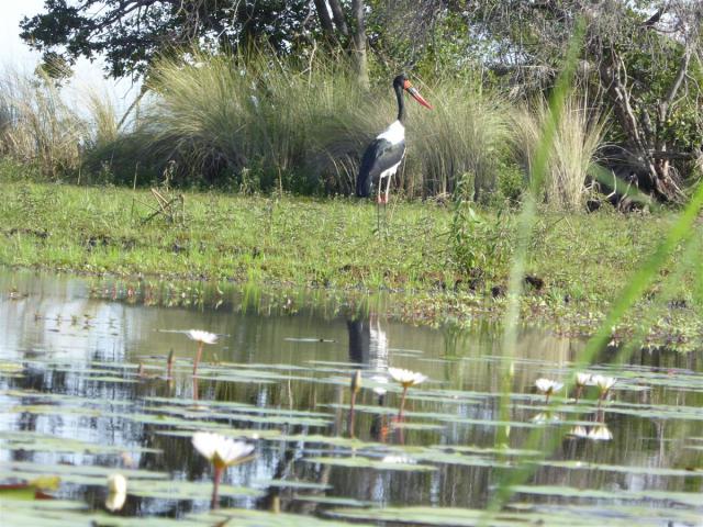 ../photos/Botswana/Jane/P1030542.jpg?t=1775440283