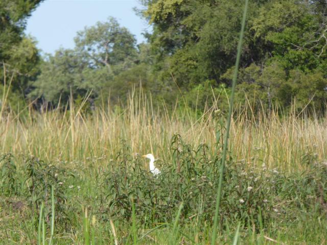 ../photos/Botswana/Jane/P1030553.jpg?t=1775440283