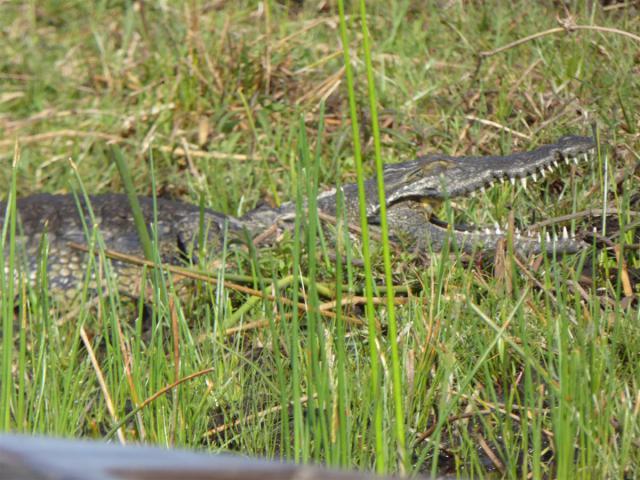 ../photos/Botswana/Jane/P1030556.jpg?t=1775440283