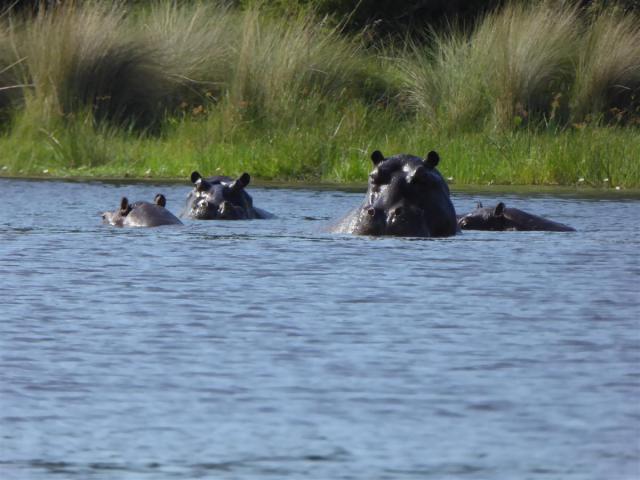 http://www.gandjlawrence.co.uk/photos/Botswana/Jane/P1030563.jpg