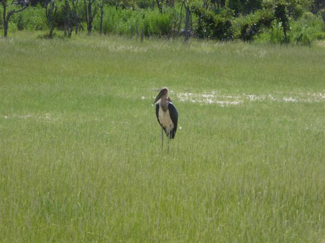 ../photos/Botswana/Jane/P1030581.jpg?t=1775440283