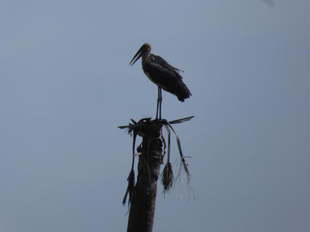 ../photos/Botswana/Jane/P1030584.jpg?t=1775440283
