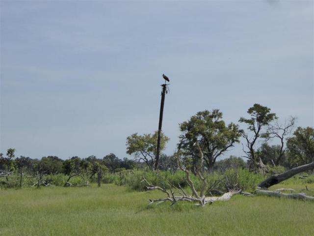 ../photos/Botswana/Jane/P1030585.jpg?t=1775440283