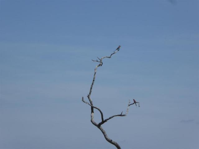 ../photos/Botswana/Jane/P1030586.jpg?t=1775440283