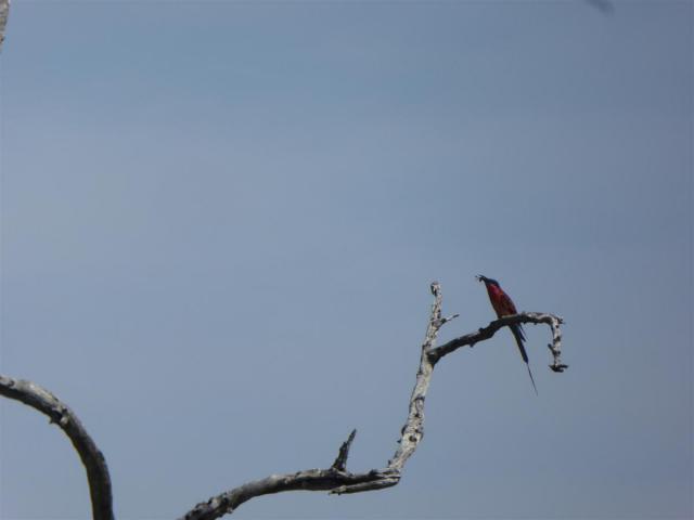 ../photos/Botswana/Jane/P1030587.jpg?t=1775440283