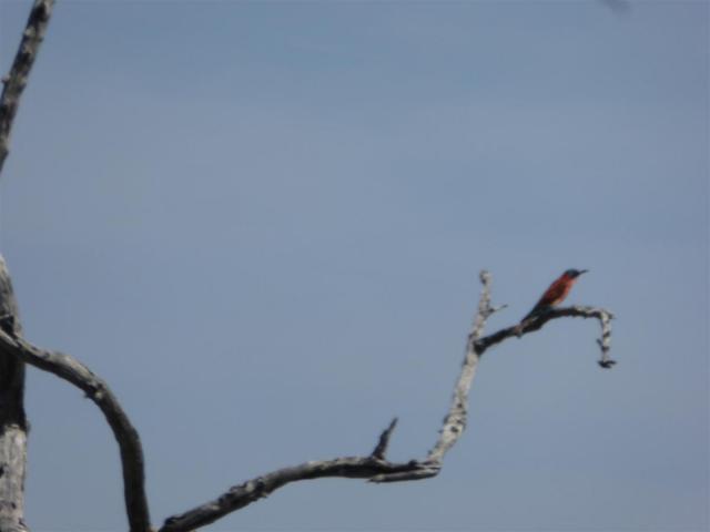 ../photos/Botswana/Jane/P1030588.jpg?t=1775440283