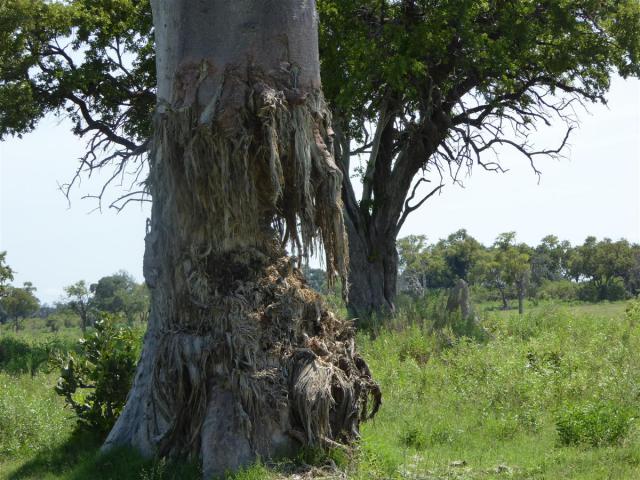 ../photos/Botswana/Jane/P1030589.jpg?t=1775440283