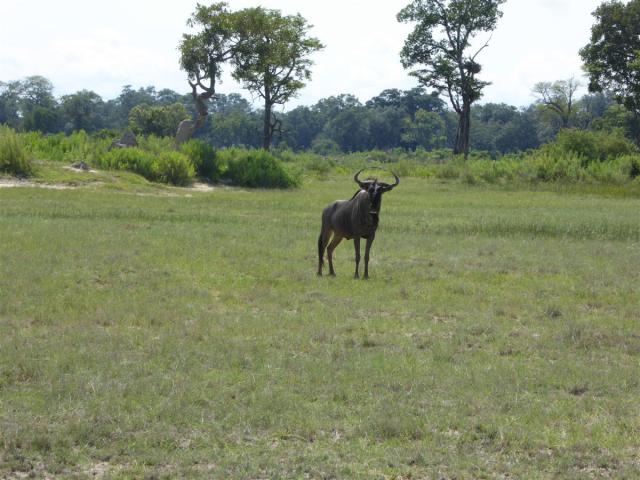 ../photos/Botswana/Jane/P1030591.jpg?t=1775440283