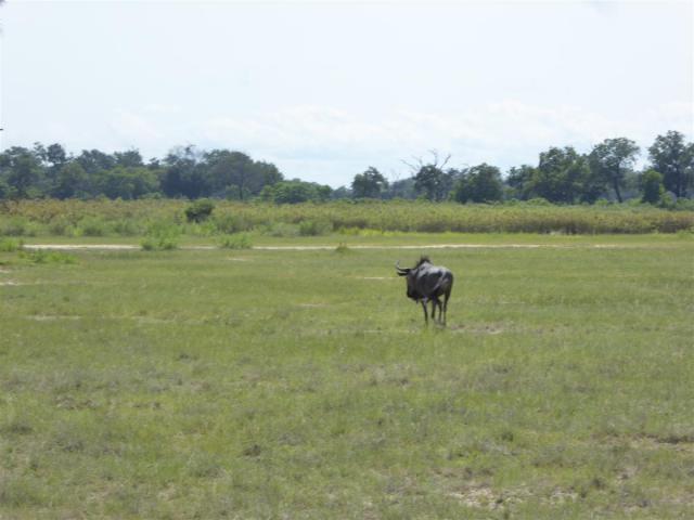 ../photos/Botswana/Jane/P1030593.jpg?t=1775440283