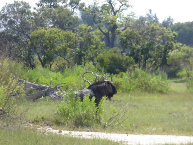 ../photos/Botswana/Jane/P1030595.jpg?t=1775440283