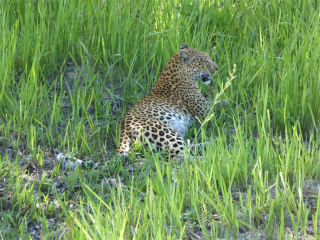 Botswana/Jane/P1030596.jpg