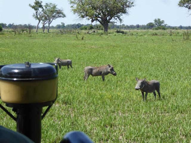 ../photos/Botswana/Jane/P1030616.jpg?t=1775440283