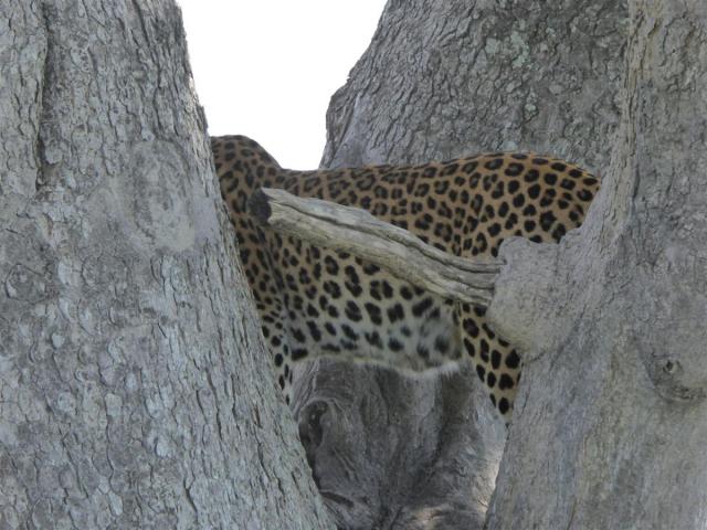../photos/Botswana/Jane/P1030625.jpg?t=1775440283