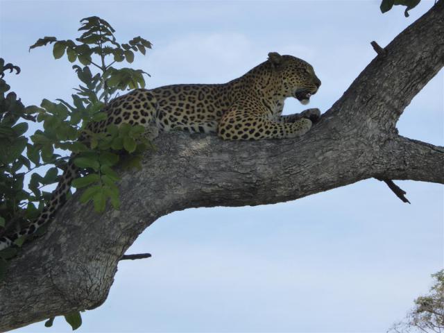 Botswana/Jane/P1030626.jpg