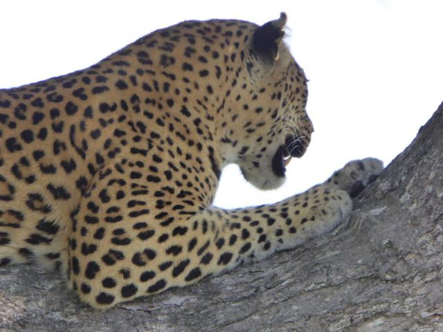 ../photos/Botswana/Jane/P1030632.jpg?t=1775440283