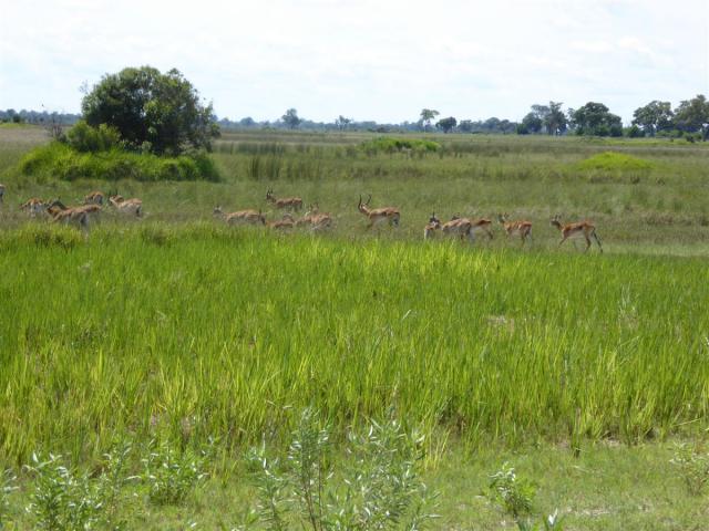 ../photos/Botswana/Jane/P1030644.jpg?t=1775440283