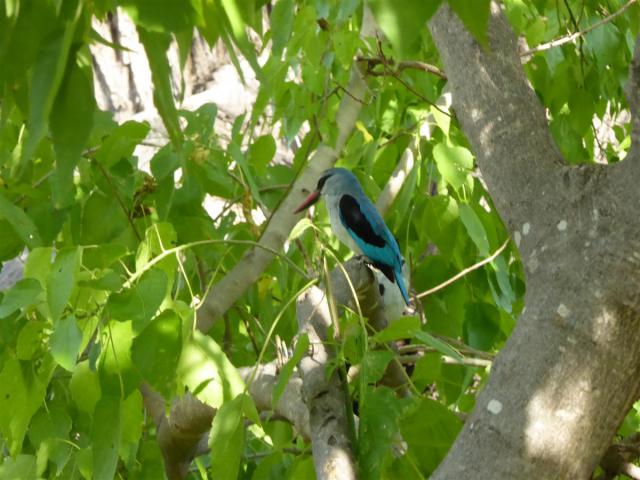 ../photos/Botswana/Jane/P1030650.jpg?t=1775440283