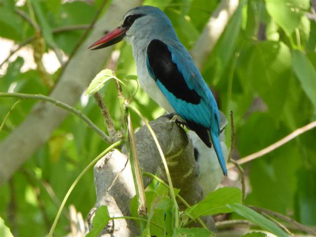 ../photos/Botswana/Jane/P1030652.jpg?t=1775440283