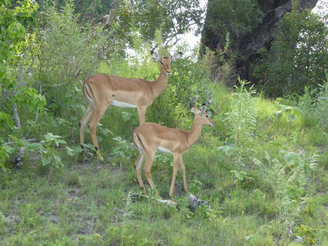 ../photos/Botswana/Jane/P1030656.jpg?t=1775440283
