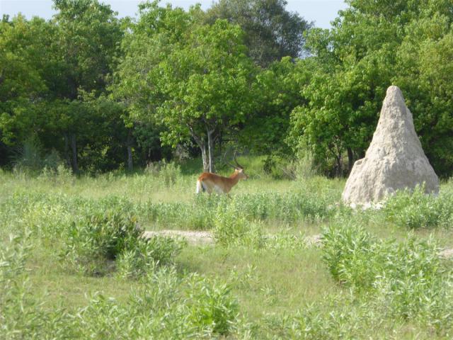 ../photos/Botswana/Jane/P1030659.jpg?t=1775440283