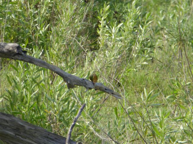../photos/Botswana/Jane/P1030663.jpg?t=1775440283