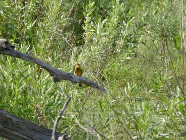 ../photos/Botswana/Jane/P1030664.jpg?t=1775440283