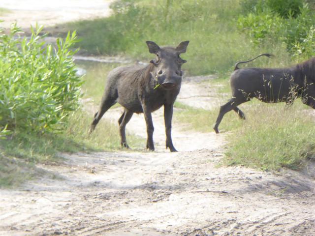 ../photos/Botswana/Jane/P1030669.jpg?t=1775440283