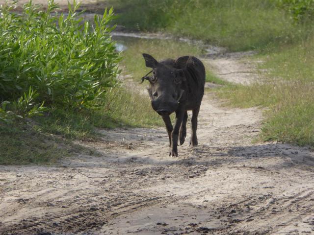 ../photos/Botswana/Jane/P1030673.jpg?t=1775440283