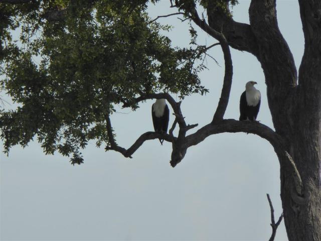../photos/Botswana/Jane/P1030675.jpg?t=1775440283