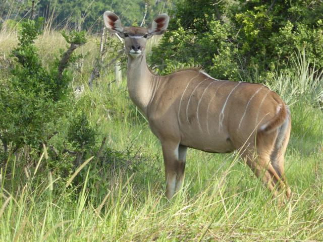 ../photos/Botswana/Jane/P1030677.jpg?t=1775440283