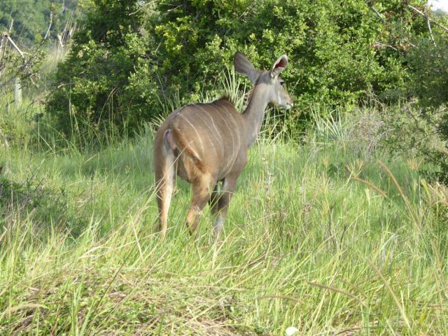 ../photos/Botswana/Jane/P1030678.jpg?t=1775440283
