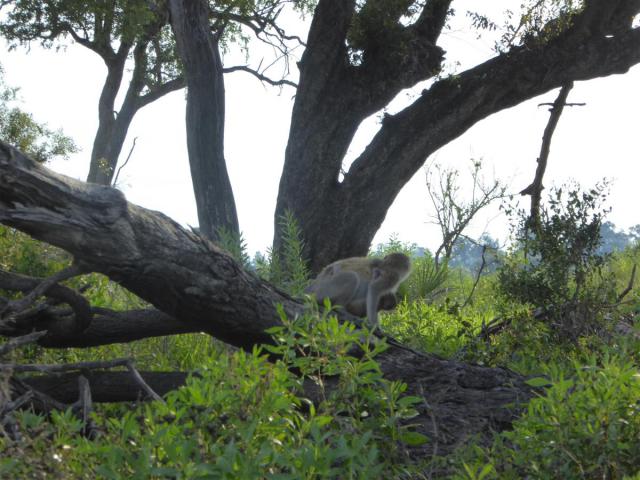../photos/Botswana/Jane/P1030680.jpg?t=1775440283