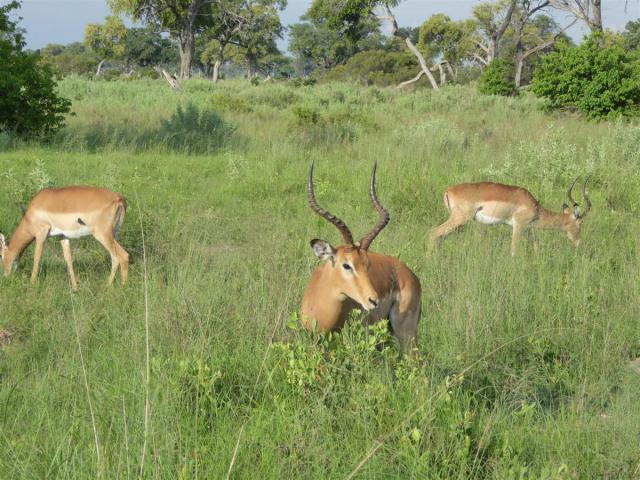 ../photos/Botswana/Jane/P1030681.jpg?t=1775440283