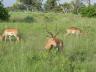 ../photos/Botswana/Jane/P1030681_1.jpg?t=1775440283