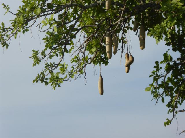 ../photos/Botswana/Jane/P1030683.jpg?t=1775440283