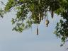 ../photos/Botswana/Jane/P1030683_1.jpg?t=1775440283