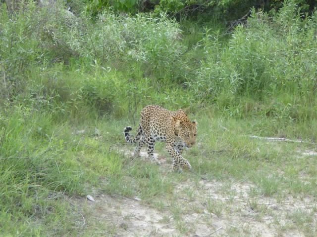 ../photos/Botswana/Jane/P1030688.jpg?t=1775440283