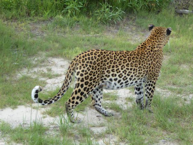 Botswana/Jane/P1030691.jpg