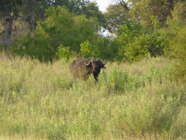../photos/Botswana/Jane/P1030694.jpg?t=1775440283