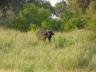 ../photos/Botswana/Jane/P1030694_1.jpg?t=1775440283