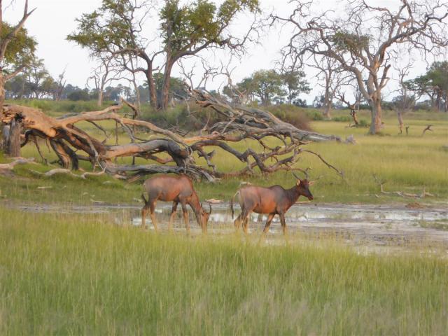 ../photos/Botswana/Jane/P1030698.jpg?t=1775440283