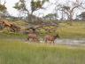 ../photos/Botswana/Jane/P1030698_1.jpg?t=1775440283