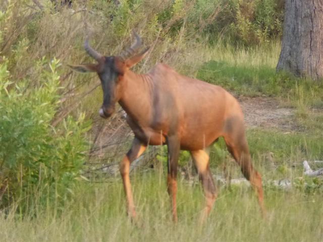 ../photos/Botswana/Jane/P1030699.jpg?t=1775440283