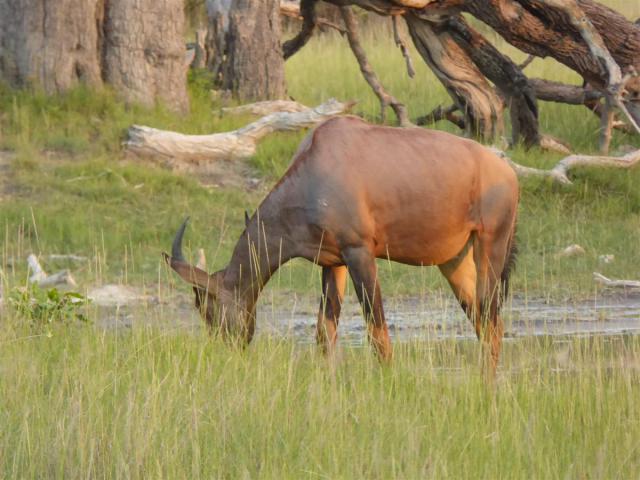 ../photos/Botswana/Jane/P1030700.jpg?t=1775440283