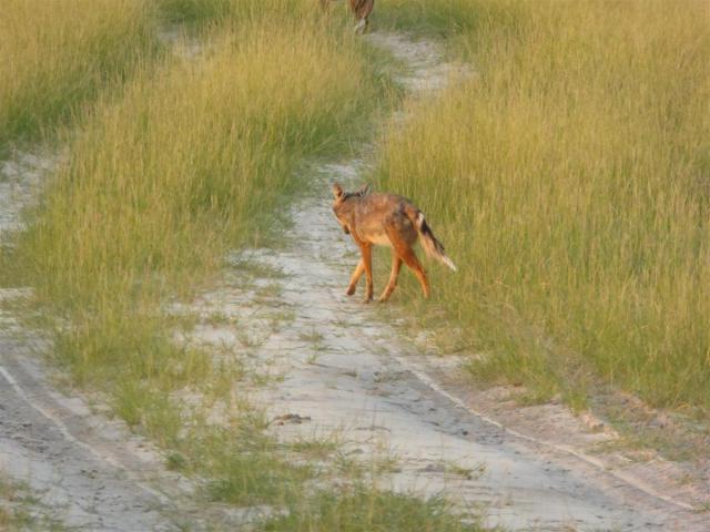 ../photos/Botswana/Jane/P1030701.jpg?t=1775440283