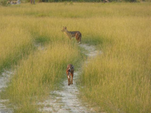 ../photos/Botswana/Jane/P1030702.jpg?t=1775440283