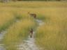../photos/Botswana/Jane/P1030702_1.jpg?t=1775440283