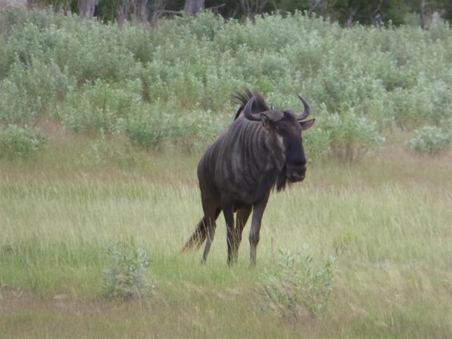 ../photos/Botswana/Jane/P1030708.jpg?t=1775440283