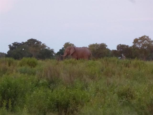 ../photos/Botswana/Jane/P1030710.jpg?t=1775440283